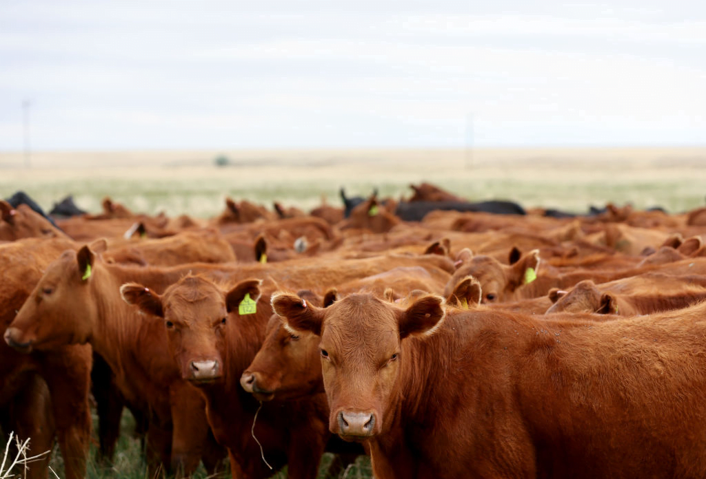Rosen Stands Up for Nevada Ranchers & Cattlemen, Pushes to Block Harmful Biden Administration Effort