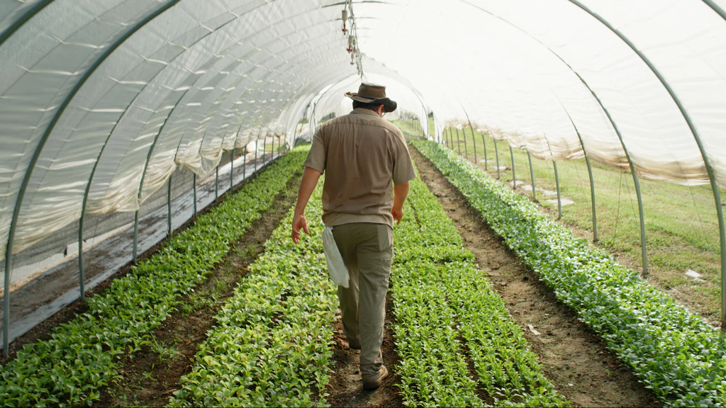 Organización en Las Vegas apoya a refugiados con agricultura sostenible