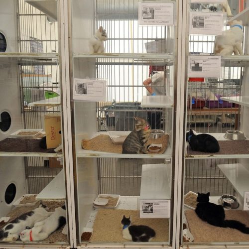 Clark County avanza en la construcción de un nuevo refugio de animales